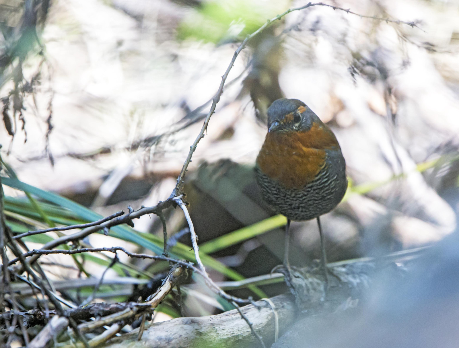 image Chucao Tapaculo